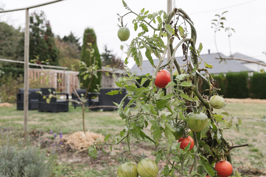 Plants de tomates dans le potager partagé de Retiers